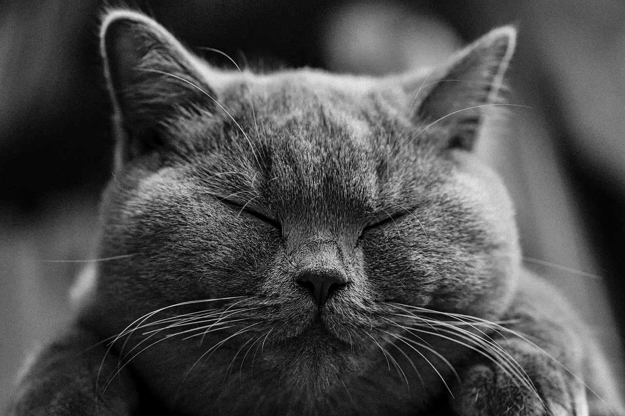 cat, british shorthair, bkh-1634369.jpg
