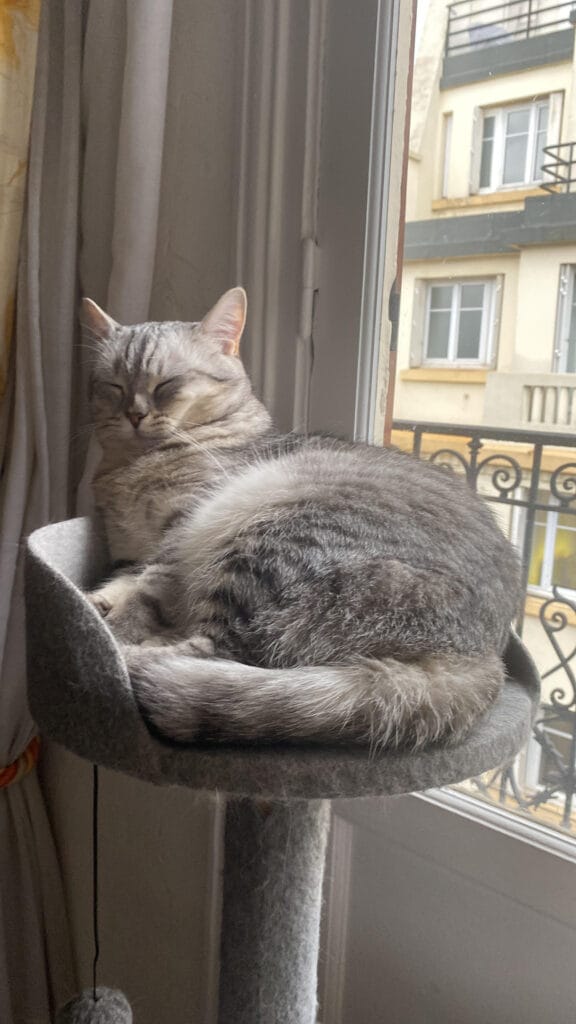 British Shorthair gris dormant sur son arbre à chat devant une fenêtre.