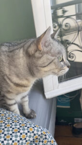 British shorthair tabby gris qui regarde par la fenêtre, curieux de voir des oiseaux