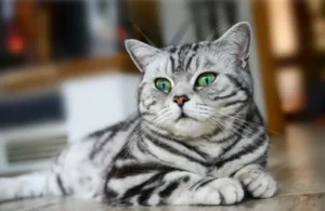 Découvre l'apparence magnifique des chats British Shorthair
